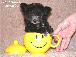 Teacup Poodle 2