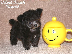 Teacup Poodle 2